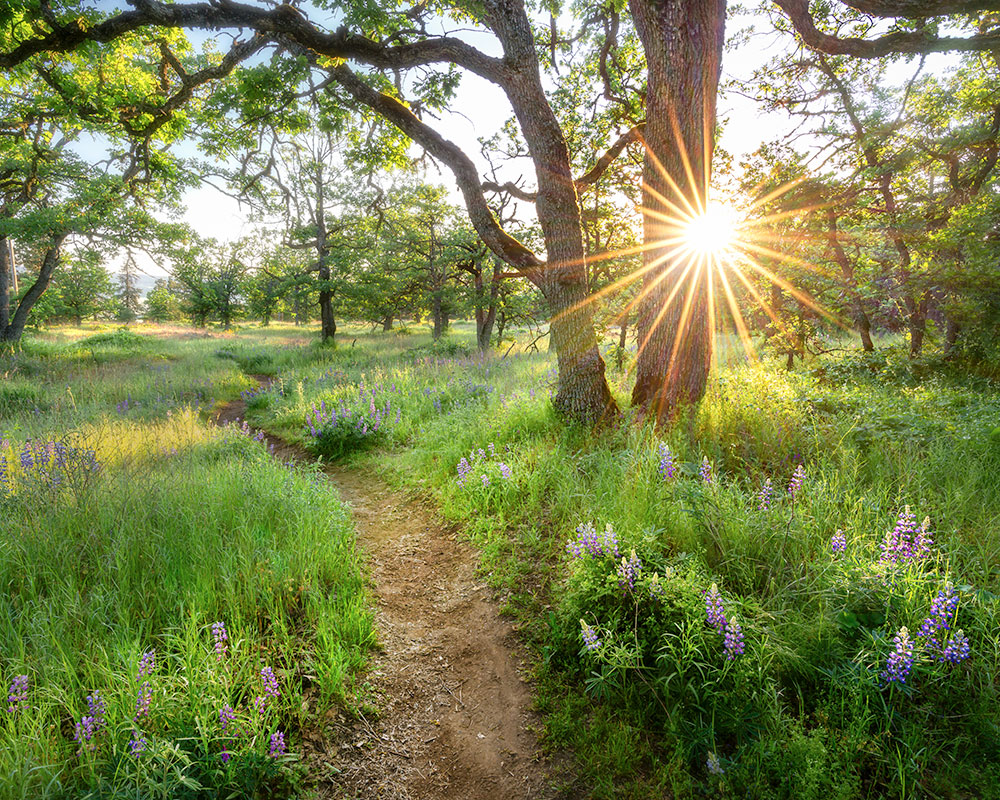 Anette Jones-Morning Light