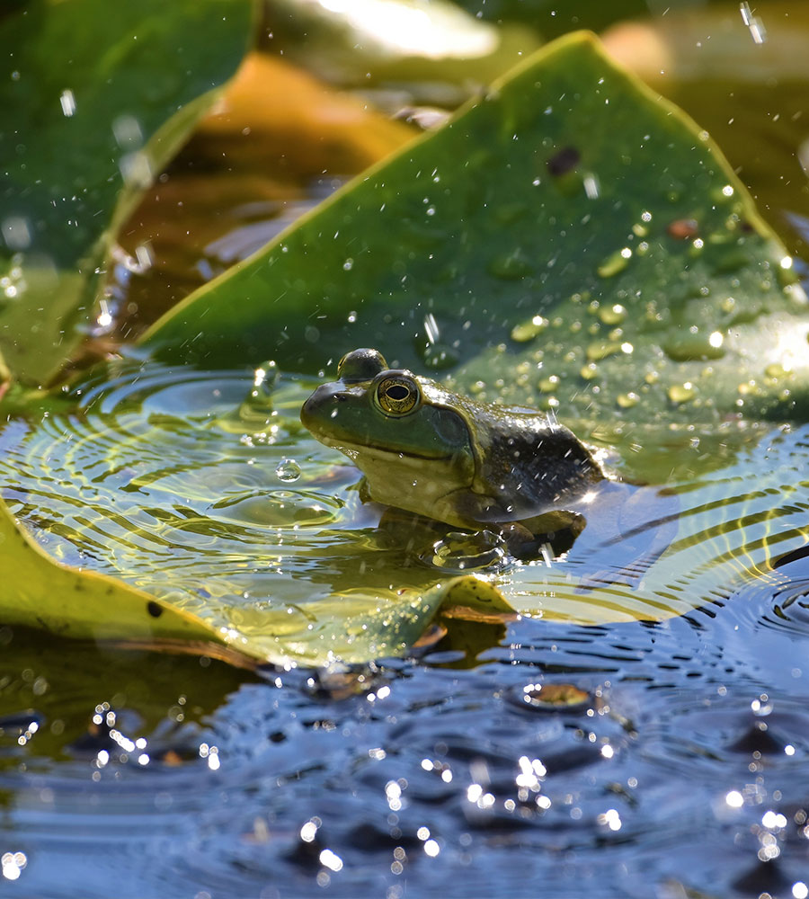 Paula Zanter-Stout-Frog Pool Party