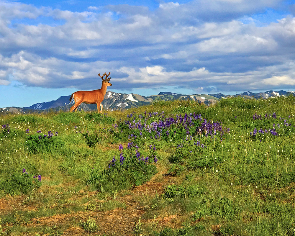 Sherrie Tallman-Deer Enjoying the View