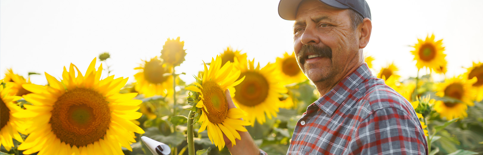 Business Sunflower Savings Banner