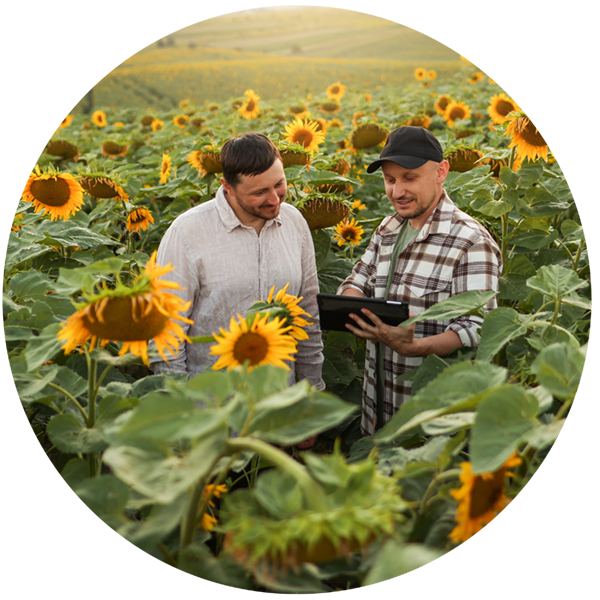 Businessmen in Sunflower Field