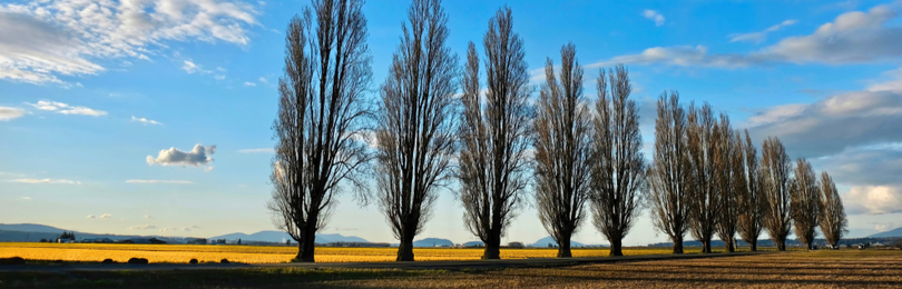 Line_Of_Silhouetted_Trees_Against_Evening_Sky Line_Of_Silhouetted_Trees_Against_Evening_Sky
