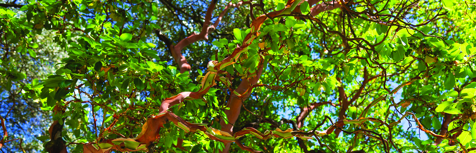 Madrona Business Money Market Banner