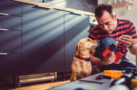 Puppy_Helps_With_Home_Renovation_Project