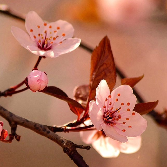 Whatcom Hospice Cherry Blossoms