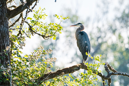 Blue Heron Perched on a Tree Branch