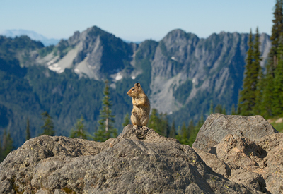 Squirrel Standing on Rock